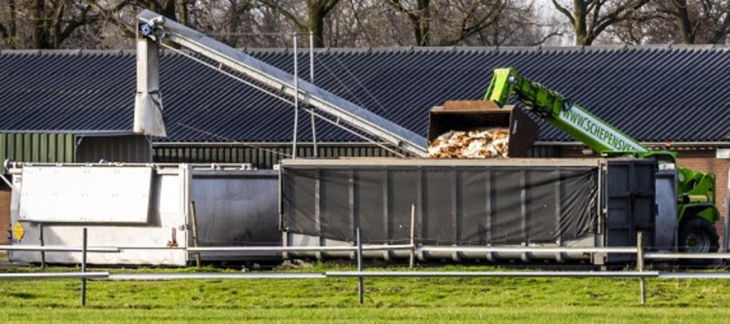 Avian influenza rears its head all over Europe