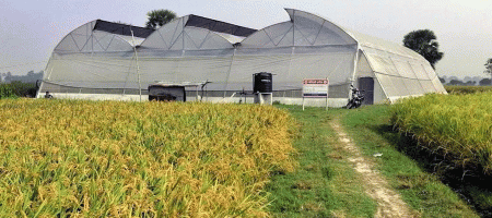 Farming in polynet house gains success in C'nawabganj