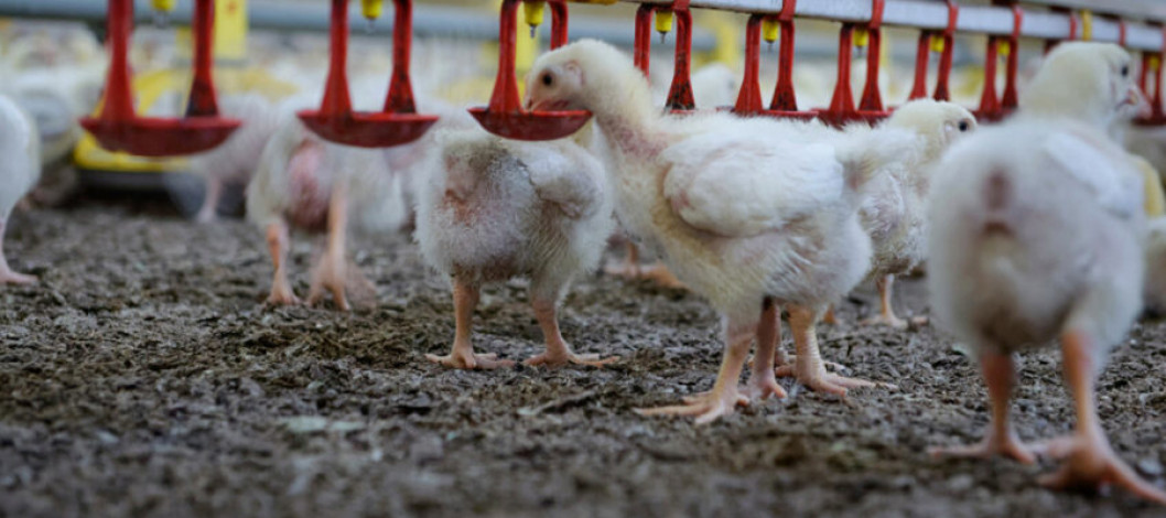 Rotation strategy to cool poultry IBD challenges