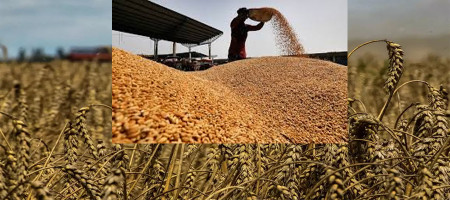Global wheat production may decline in 2024-25 season: IGC