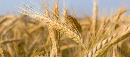 Rye returns: Sustainable and efficient feed for modern farming