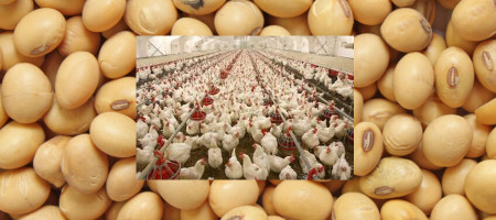 Pakistan scraps GMO  soybean import ban: poultry industry braces for rebound