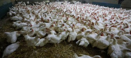 New strategies needed to control IBD in poultry
