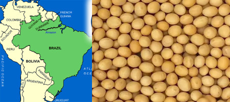 Brazil's soybean crop forecast to break record this year
