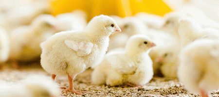 Synergistic benefits of postbiotics and essential oils on broiler performance across growth stages