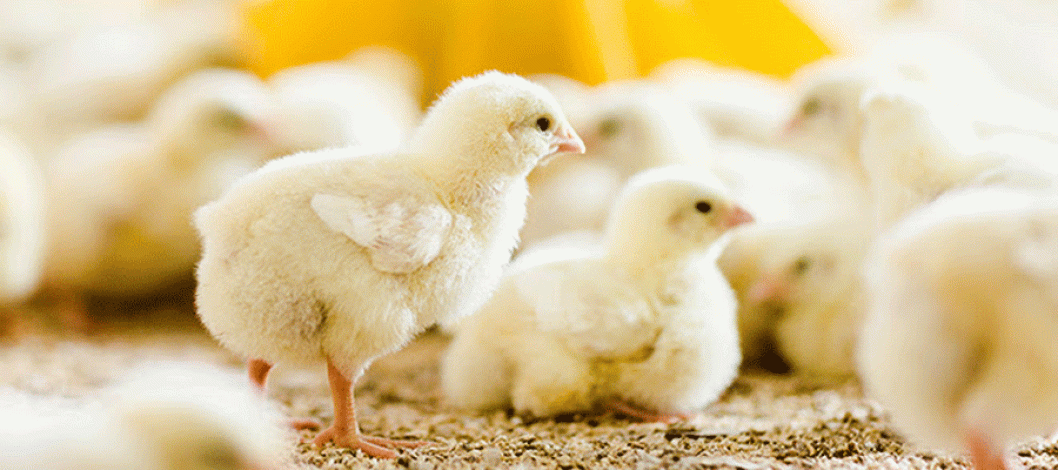 Synergistic benefits of postbiotics and essential oils on broiler performance across growth stages