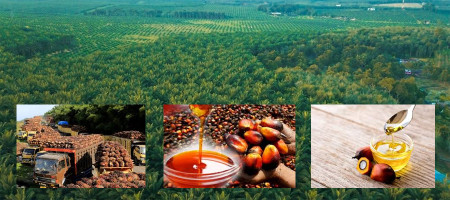 Palm oil prices rise due to Malaysian floods, Indonesia's export tax hikes
