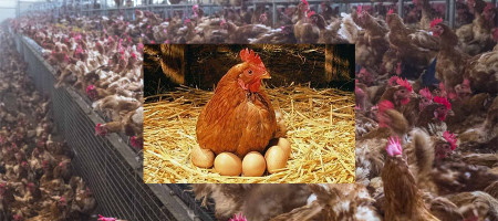 Amendments made to the UK’s welfare standards for laying hens