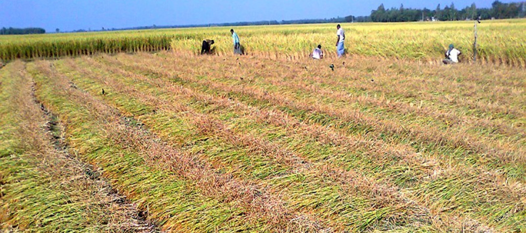 A record 19.87 Lakh tons of Aman rice has been produced in Rangpur region of Bangladesh
