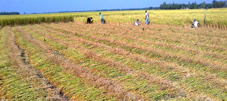 A record 19.87 Lakh tons of Aman rice has been produced in Rangpur region of Bangladesh