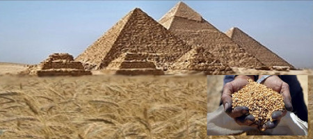 Egypt to meet wheat demand until June 2025