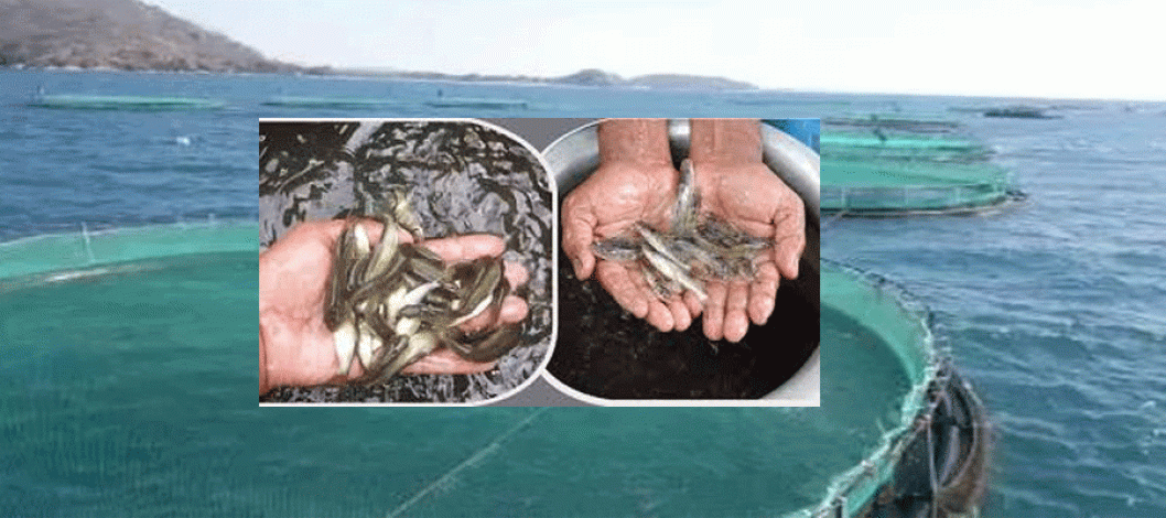 Experts for promoting mariculture to boost fish production