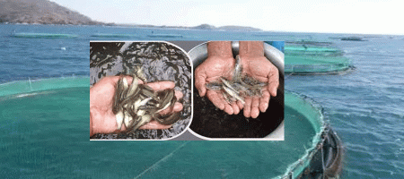 Experts for promoting mariculture to boost fish production