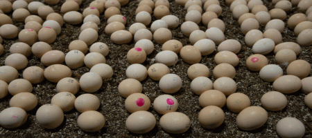 Hatching broilers on farm or in the hatchery – what are the effects?