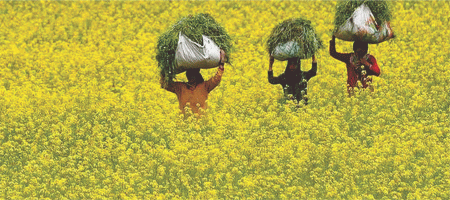 Mustard cultivation using the relay method is gaining popularity among farmers