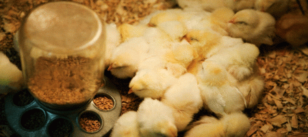 The pursuit of efficiency in poultry production