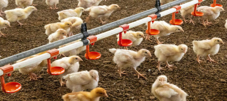 Study: Behaviour differences linked to broiler growth rates
