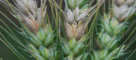 Forecasting outbreaks of wheat Fusarium head blight and deoxynivalenol