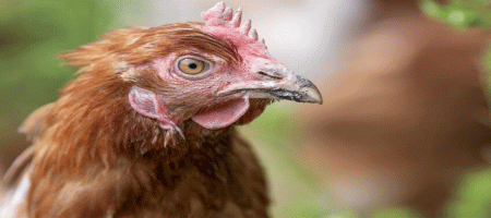 Poultry tech, proteins, food security, health and in-ovo sexing in the spotlight