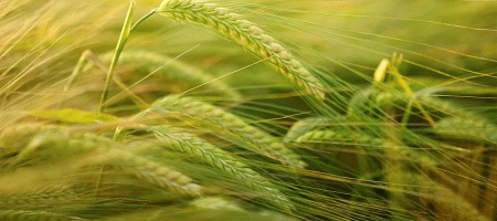 A young woman from Bangladesh's haor region is leading the way in agricultural research