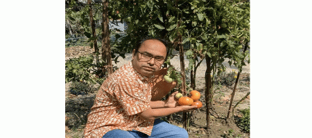 BAU develops new tomato variety 'BAU Beefsteak Tomato-1'