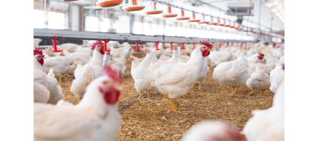 Broiler production can be both sustainable and profitable