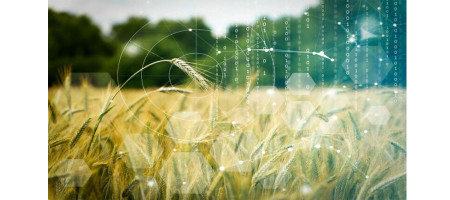 Increased mycotoxin levels
