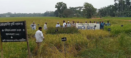 ‘Field Day’ held to select rice varieties in Netrokona