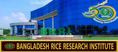 BRRI has been successful in rice production without using pesticides