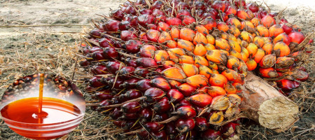 Palm Oil Demand From China, India May Rise in Next Two Months, Support Prices