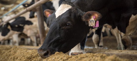 Egypt to transform millions of tonnes of agri and food waste into animal feed