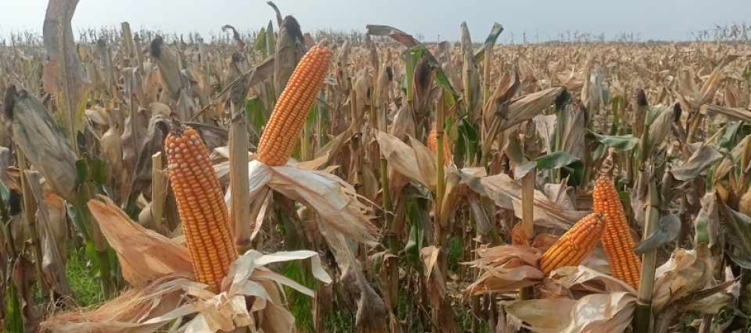 Farmers are happy with the bumper corn harvest in Tangail, Bangladesh, this year