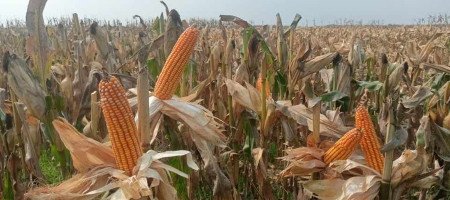 Farmers are happy with the bumper corn harvest in Tangail, Bangladesh, this year
