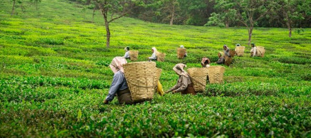 Luxmi Tea Estates India Reinvents the Cold Tea Beverage