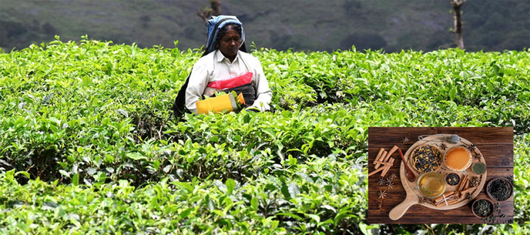 Indian tea industry needs to be revitalized