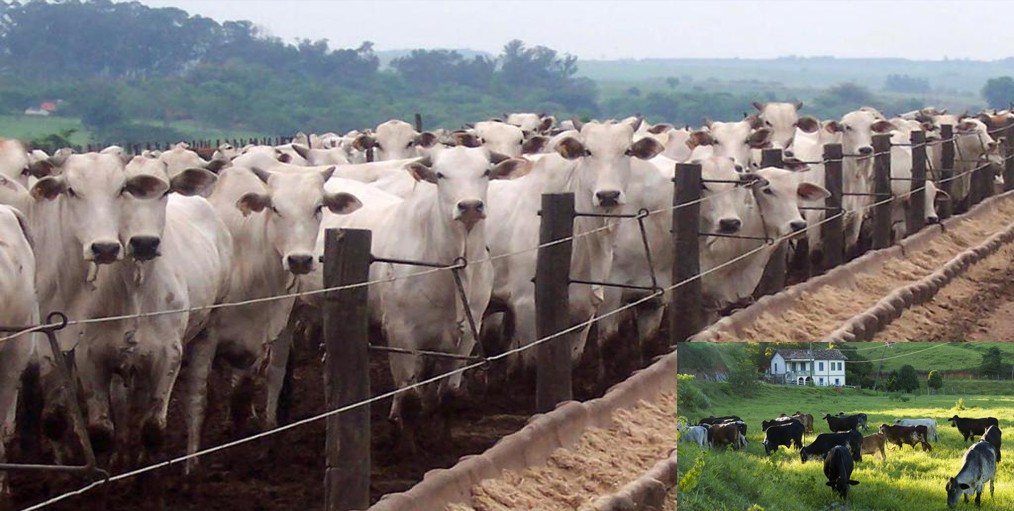 An outbreak of red locusts has devastated Namibian pastures & crop fields