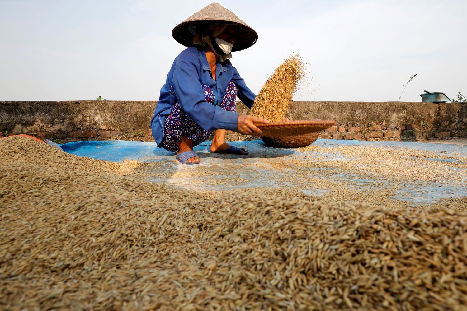 Vietnam Pilot Rice Insect Detection App on An Giang