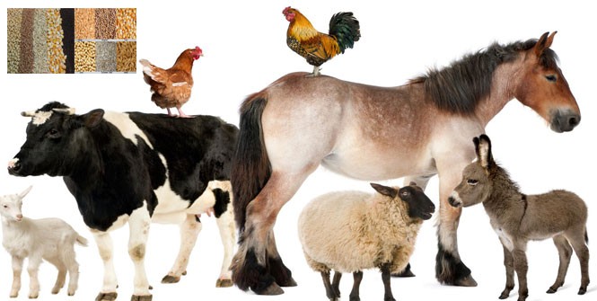 What’s the wholesome grain feed for livestock?