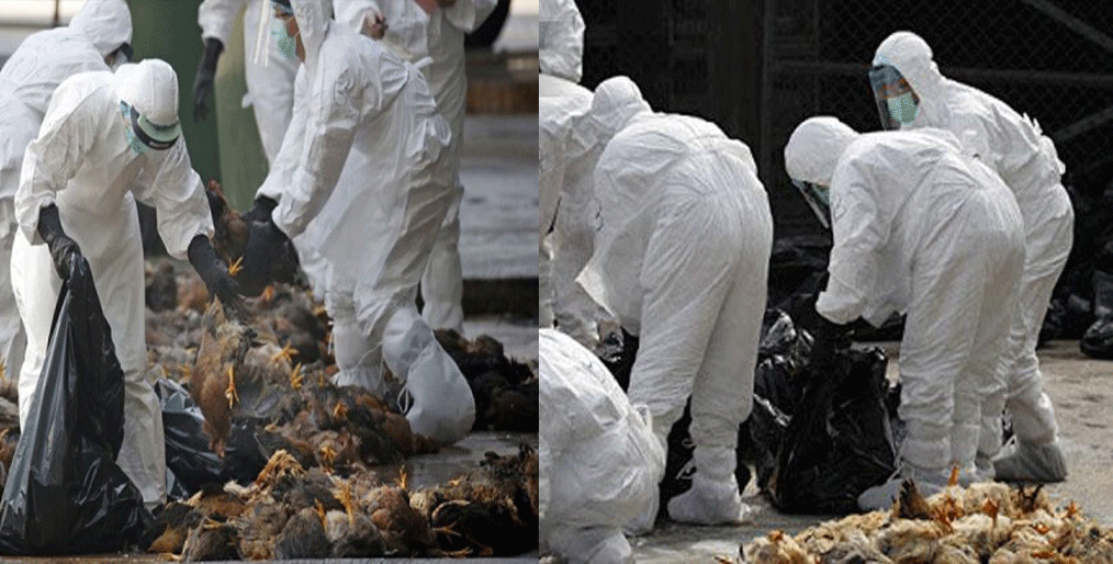 To prevent bird flu In the Philippines...