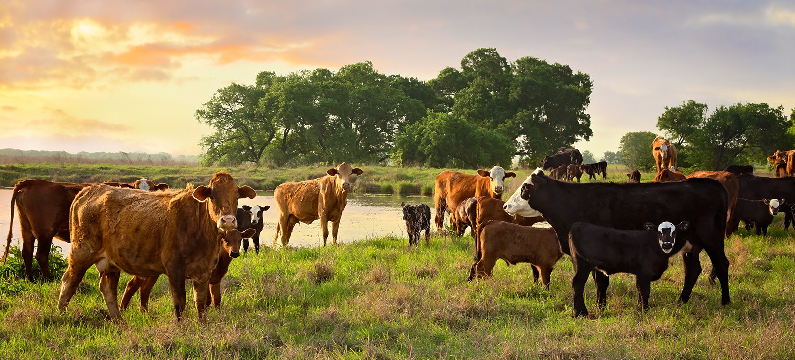 TOGETHER WE CAN BEEF UP SUSTAINABILITY