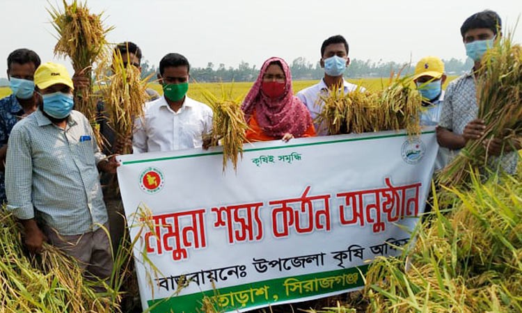 Success in cultivation of BRRI Paddy-89 in Tarash, Sirajganj
