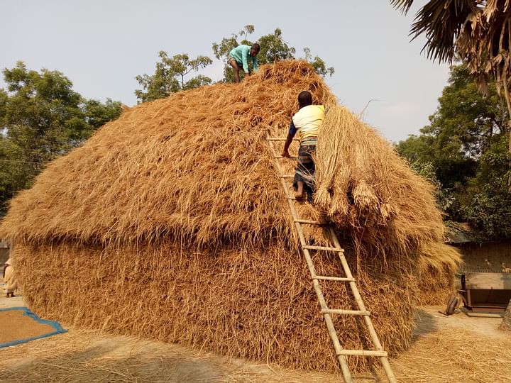 Free Paddy straw worth Tk 250 crore with paddy in Rajshahi