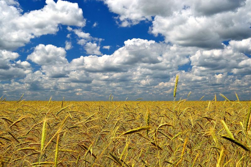 Agriculture prices to ease but hunger and climate goals are far off: FAO, OECD