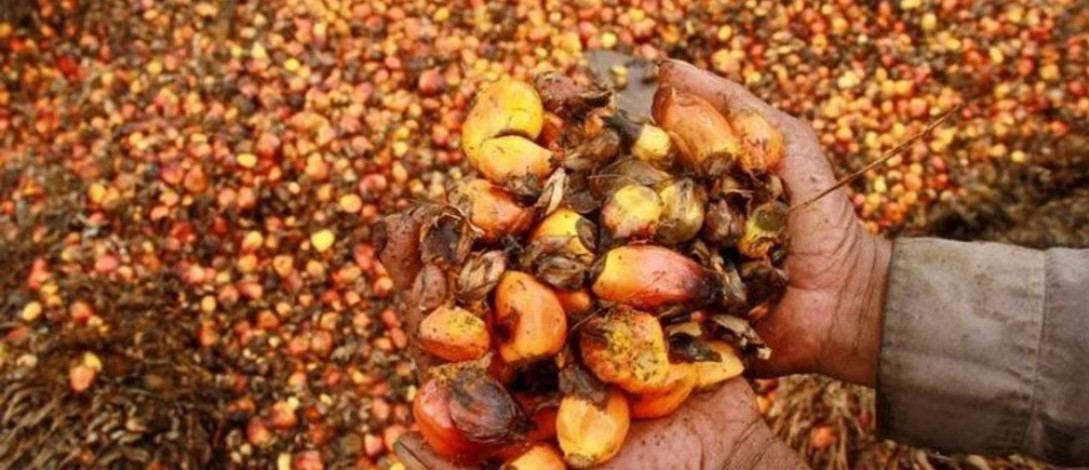 Malaysian palm oil prices have risen