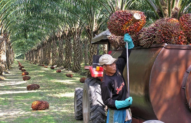 Analysts are positive in the planting sector after palm oil inventories fell to a one-year low in March