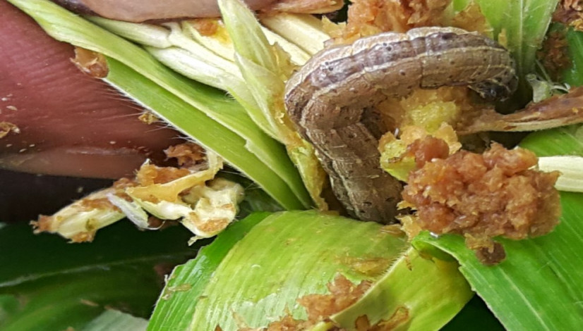 FAO Global Action for Fall Armyworm Control extended to end of 2023 with broader scope