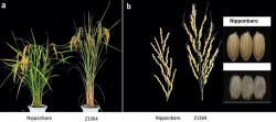Supercharged biotech rice can increase rice yield by up to 40 percent