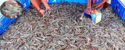 It is not possible to increase fish exports without Vannamei shrimp production