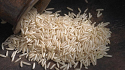 The arrival of Basmati rice popularly known as 'Mandis' has increased in the agricultural markets of Punjab
