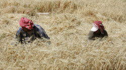 Water, high cost major challenge facing smallholder farmers in Jordan - FAO survey
